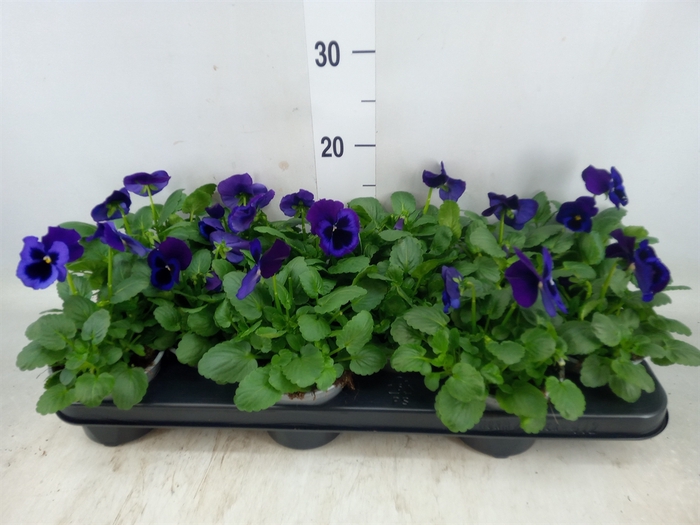 <h4>Viola wr. 'Delta Neon Violet'</h4>