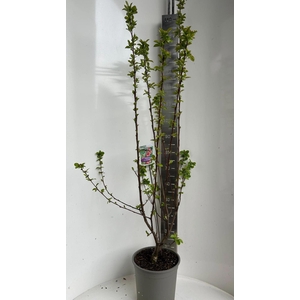 Malus Red Sentinel