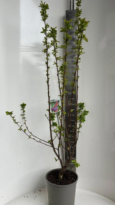 <h4>Malus Red Sentinel</h4>