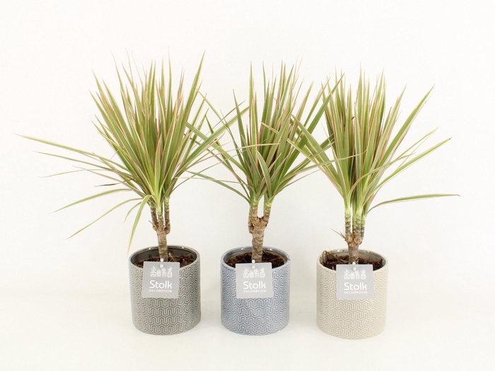 <h4>Dracaena Marginata Bicolor in Gaia keramiek</h4>