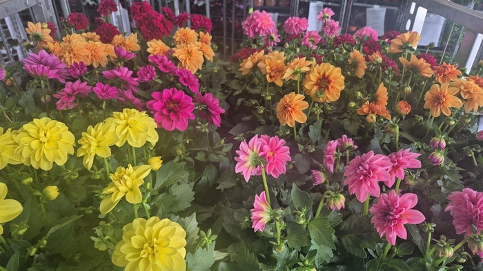 <h4>DAHLIA ROYAL GEM</h4>