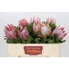 Protea Cynaroides