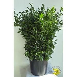 Ruscus Fine Medium Extra GF