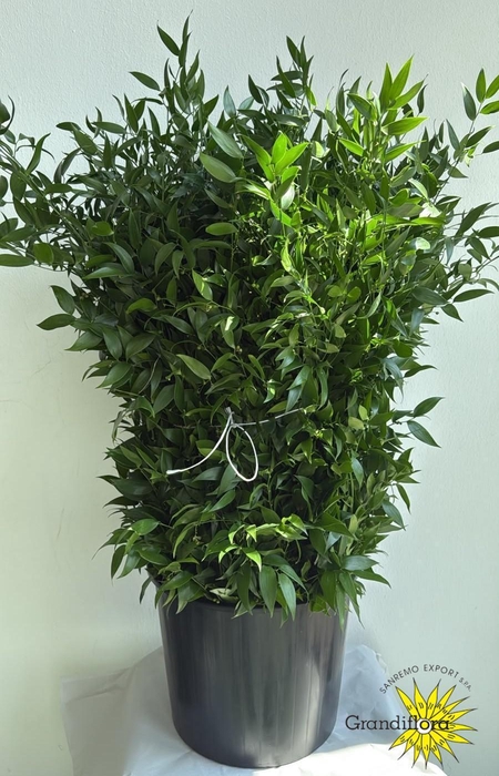 <h4>Ruscus Fine Medium Extra GF</h4>