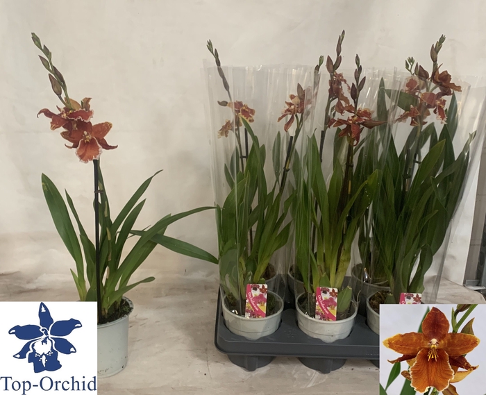 <h4>ORCHIDEEEN OVERIG</h4>