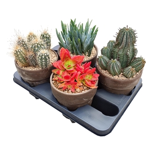 MIX CACTUS AND SUCCULENTS - TERRACOTTA POT Ø 15 - TRAY 4 PCS (CACTUS EN SUCCULENTEN)