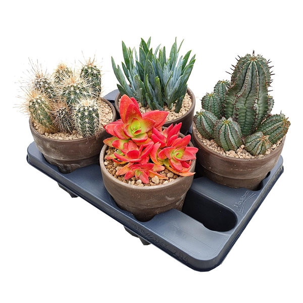 <h4>MIX CACTUS AND SUCCULENTS - TERRACOTTA POT Ø 15 - TRAY 4 PCS (CACTUS EN SUCCULENTEN)</h4>