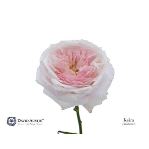 Rosa large austin keira