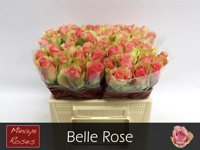R Gr Belle Rose