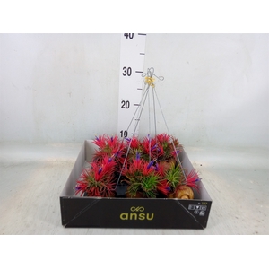 Tillandsia