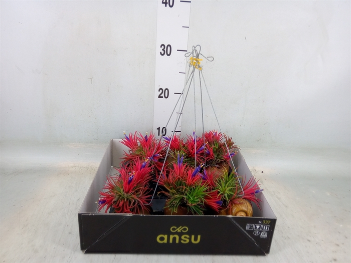 <h4>Tillandsia</h4>