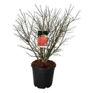 Euonymus alatus 'Compactus'