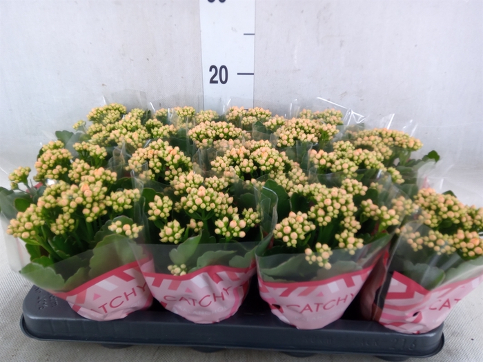 <h4>Kalanchoe blos. 'Calandiva Hawn'</h4>