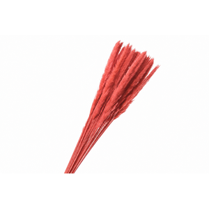 Dried Bleached Cortaderia Fluffy Red