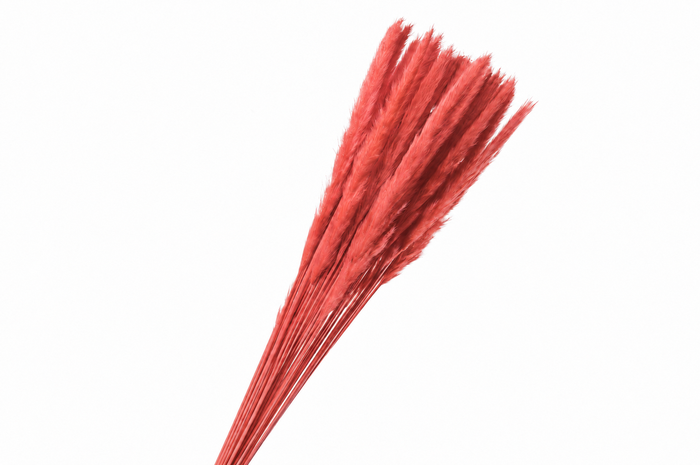 <h4>Dried Bleached Cortaderia Fluffy Red</h4>