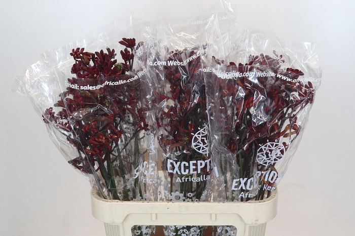 <h4>Anigozanthos Early Spring</h4>