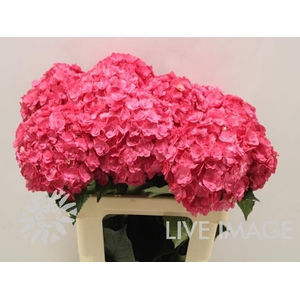 Hydrangea royal anastasia