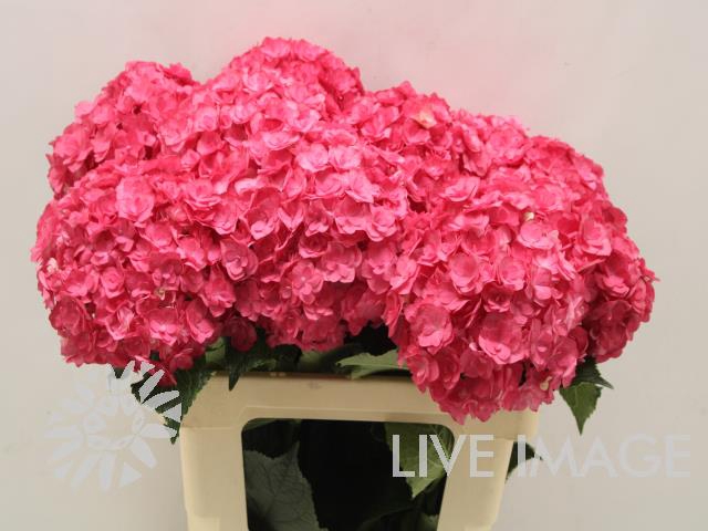 <h4>Hydrangea royal anastasia</h4>