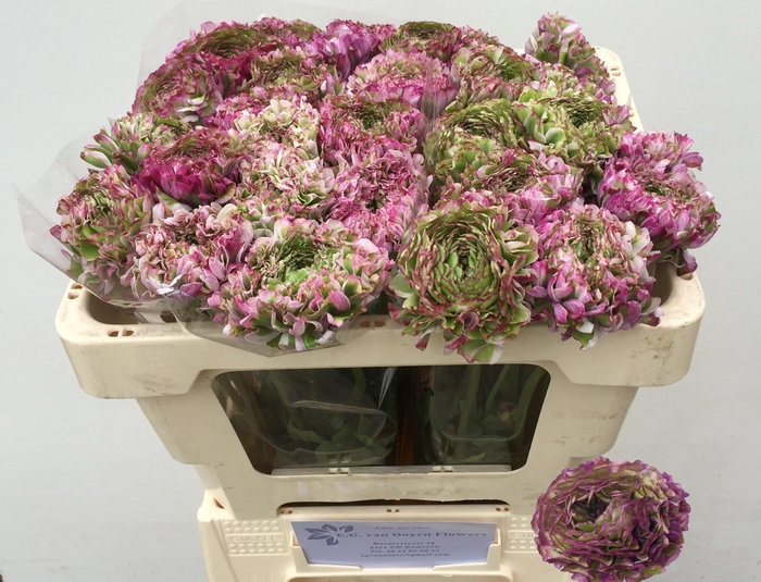 <h4>RAN PON PON MALVA</h4>