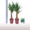 Yucca elephantipes over