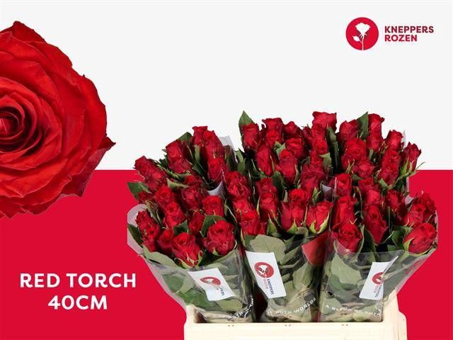 <h4>R GR RED TORCH</h4>
