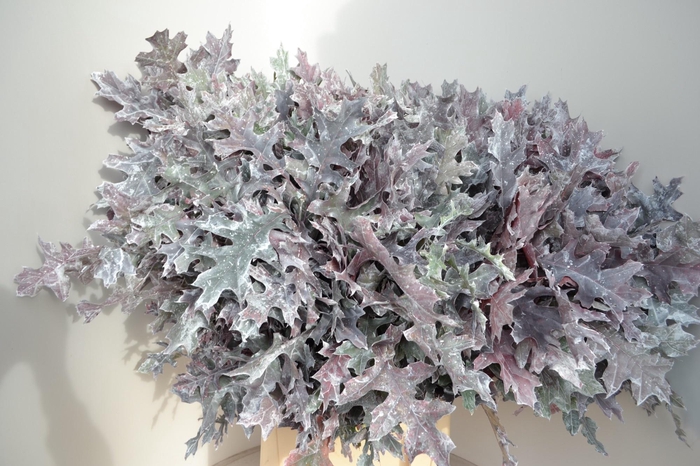 <h4>QUERC OV KLB H%</h4>