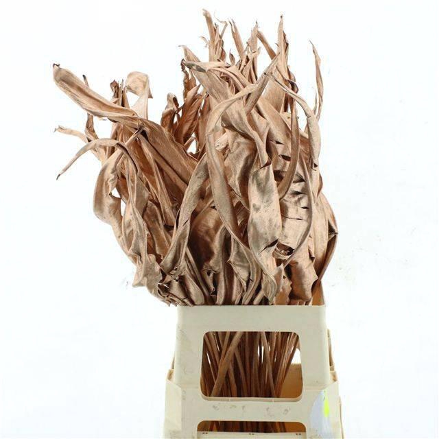 <h4>DROOGBL BEWERKT H%</h4>