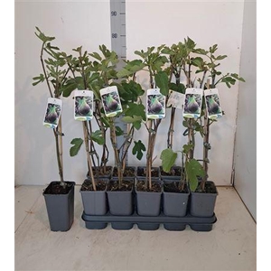 Ficus Carica