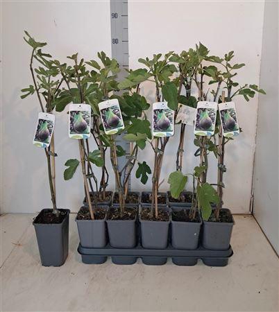 <h4>Ficus Carica</h4>