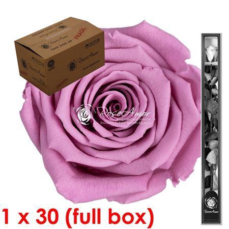 <h4>60cm Stem Vio02 Bulk</h4>