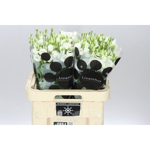 Eust Du Minuette White