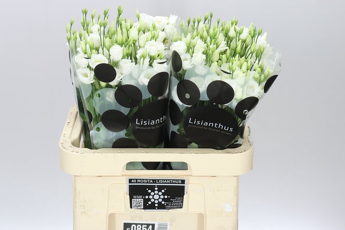 <h4>Eust Du Minuette White</h4>