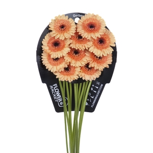 Germini Oreo Flowerracket