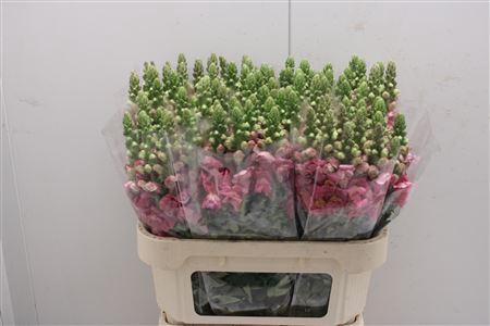 <h4>Antir Poto Cerise</h4>