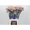 Ozothamnus Cooks Pink