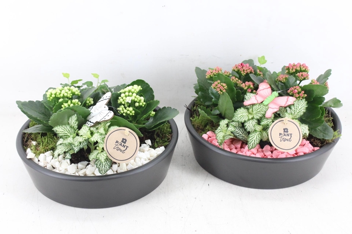 <h4>arr2 PL - Ker. schaal 25cm black - roze/wit</h4>