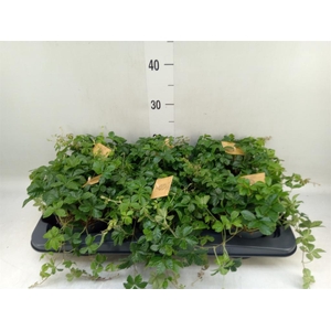 Parthenocissus inserta