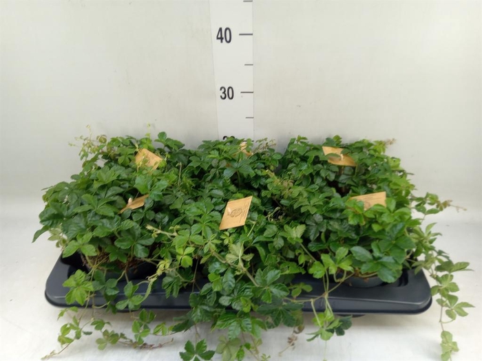 <h4>Parthenocissus inserta</h4>