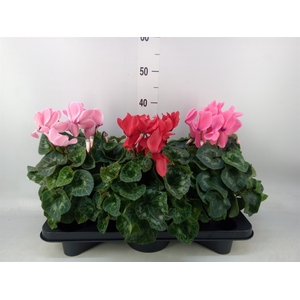Cyclamen GR 'Mammoth'