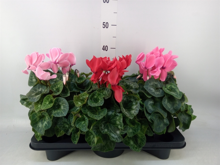<h4>Cyclamen GR 'Mammoth'</h4>