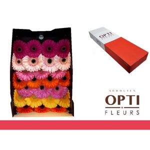 Gerbera Mix op Rij Doos