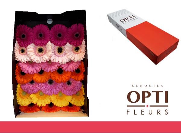 <h4>Gerbera Mix op Rij Doos</h4>