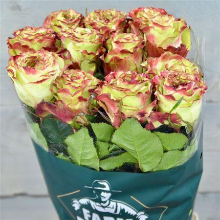 <h4>R Gr Candy Apple</h4>