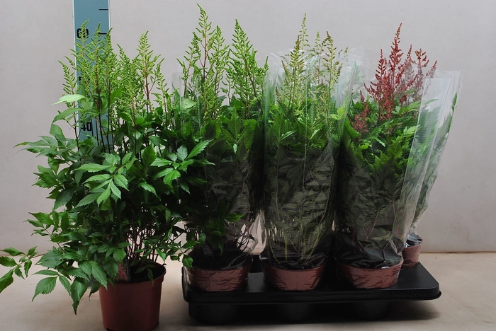 <h4>Astilbe</h4>