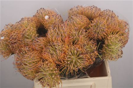 Leuco Co Spider