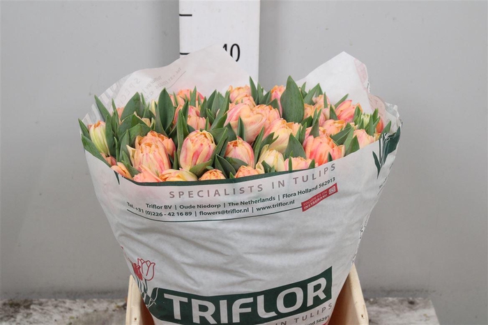 <h4>Tu Du Bed Of Roses</h4>