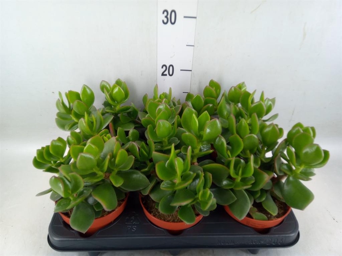 <h4>Crassula 'Hulk'</h4>