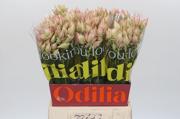 <h4>Blushing Bride Ayoba Satin Star</h4>