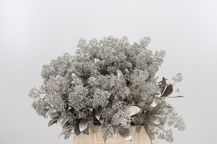 <h4>Skimmia Kl Bh Platina</h4>