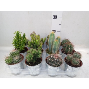 Cactus   ...mix